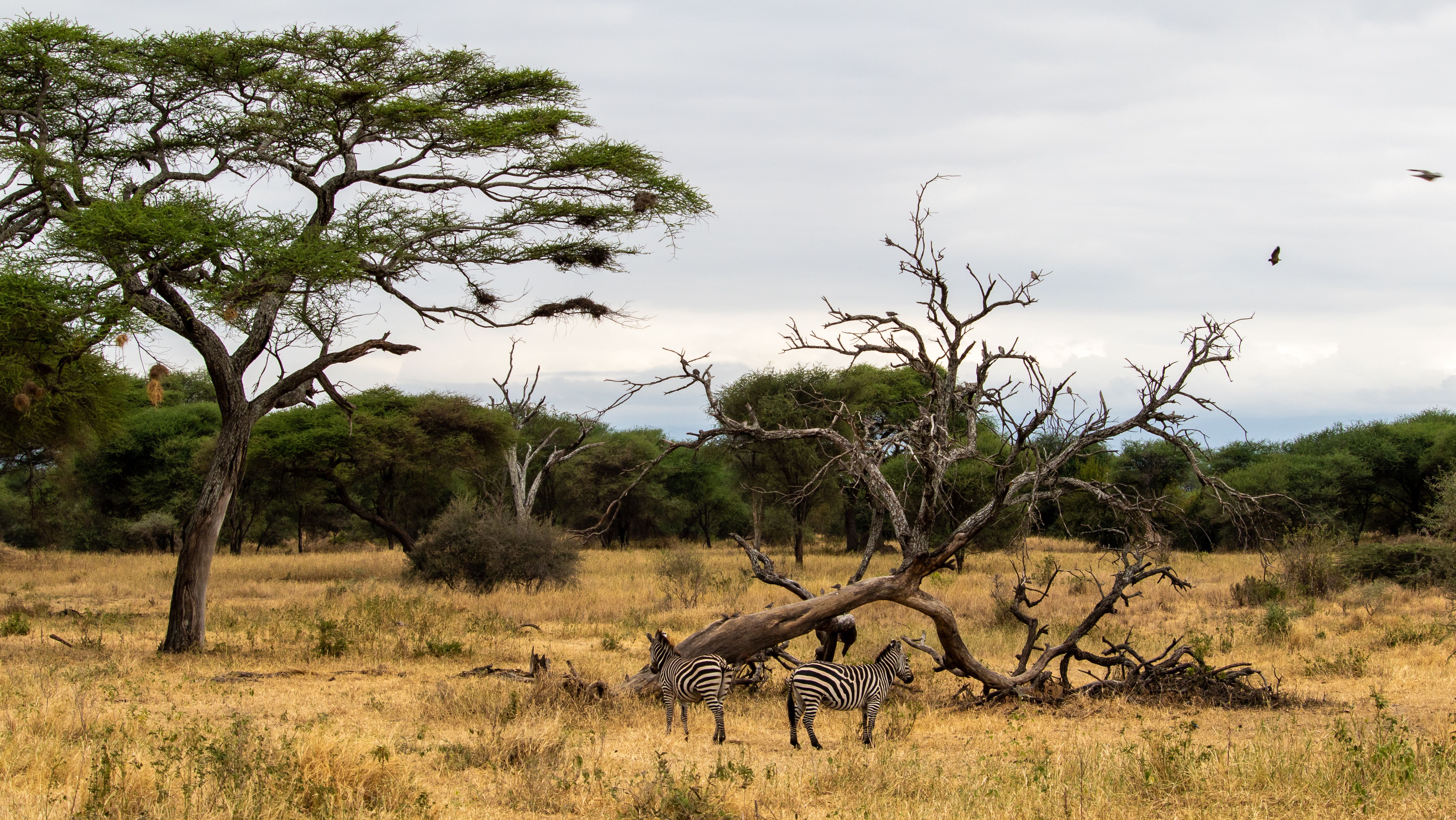 Actiegroep Gaasterlân in Zambia
